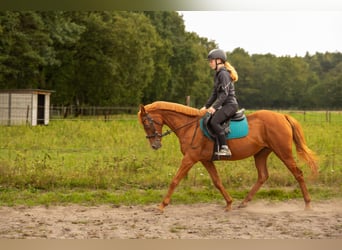 Andere Rassen Mix, Merrie, 16 Jaar, 155 cm, Vos