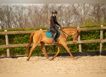 Andere Rassen Mix, Merrie, 16 Jaar, 155 cm, Vos