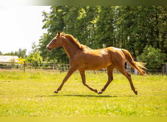 Andere Rassen Mix, Merrie, 16 Jaar, 155 cm, Vos