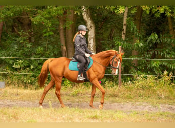 Andere Rassen Mix, Merrie, 16 Jaar, 155 cm, Vos