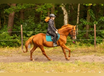 Andere Rassen Mix, Merrie, 16 Jaar, 155 cm, Vos