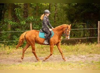 Andere Rassen Mix, Merrie, 16 Jaar, 155 cm, Vos