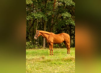 Andere Rassen Mix, Merrie, 16 Jaar, 155 cm, Vos