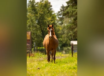 Andere Rassen Mix, Merrie, 16 Jaar, 155 cm, Vos