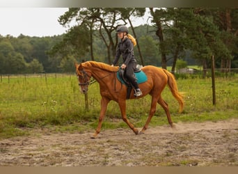 Andere Rassen Mix, Merrie, 16 Jaar, 155 cm, Vos