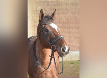 Andere Rassen, Merrie, 16 Jaar, 157 cm, Appaloosa