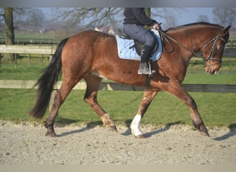 Andere Rassen, Merrie, 16 Jaar, 157 cm, Appaloosa