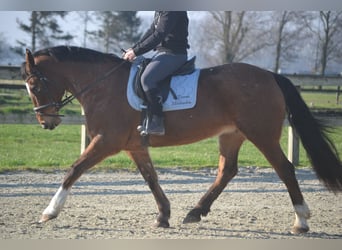 Andere Rassen, Merrie, 16 Jaar, 157 cm, Appaloosa