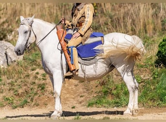 Andere Rassen, Merrie, 16 Jaar, 160 cm, Schimmel