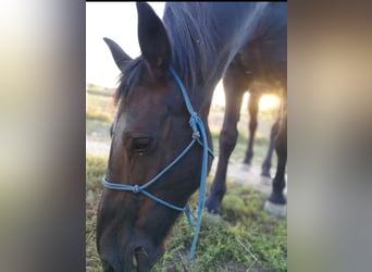 Andere Rassen, Merrie, 16 Jaar, 163 cm, Zwart