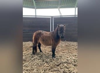 Andere Rassen, Merrie, 16 Jaar, Donkerbruin