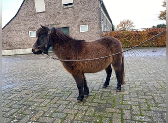 Andere Rassen, Merrie, 16 Jaar, Donkerbruin