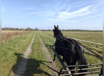 Andere Rassen, Merrie, 17 Jaar, 170 cm, Zwart