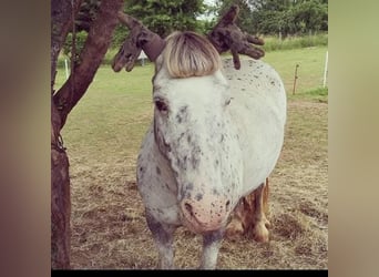 Andere Rassen Mix, Merrie, 18 Jaar, 136 cm, Appaloosa