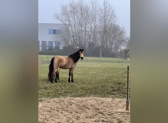 Andere Rassen, Merrie, 18 Jaar, 150 cm, Buckskin