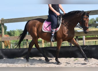 Andere Rassen, Merrie, 18 Jaar, 159 cm, Bruin