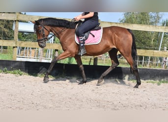 Andere Rassen, Merrie, 18 Jaar, 159 cm, Bruin