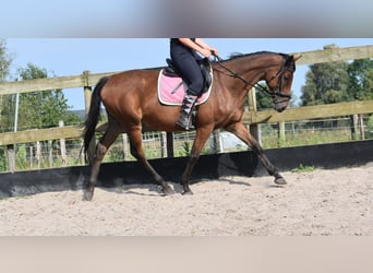 Andere Rassen, Merrie, 18 Jaar, 159 cm, Bruin