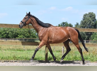 Andere Rassen, Merrie, 18 Jaar, 159 cm, Roodbruin