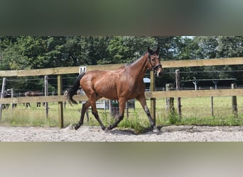 Andere Rassen, Merrie, 18 Jaar, 159 cm, Roodbruin