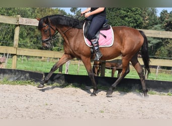 Andere Rassen, Merrie, 18 Jaar, 159 cm, Roodbruin