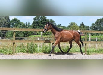 Andere Rassen, Merrie, 18 Jaar, 159 cm, Roodbruin