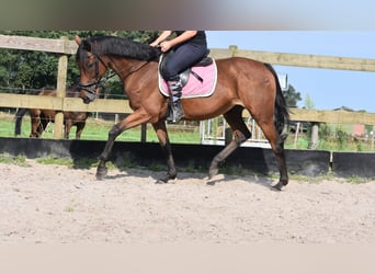 Andere Rassen, Merrie, 18 Jaar, 159 cm, Roodbruin