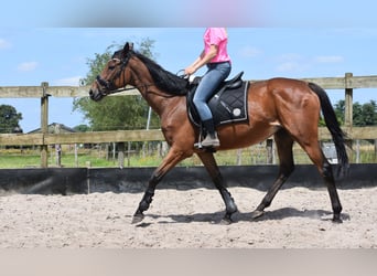 Andere Rassen, Merrie, 18 Jaar, 159 cm, Roodbruin