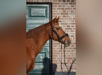 Andere Rassen, Merrie, 18 Jaar, 160 cm, Vos