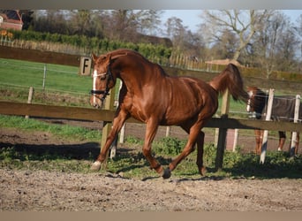 Andere Rassen, Merrie, 18 Jaar, 160 cm, Vos