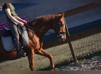 Andere Rassen, Merrie, 18 Jaar, 160 cm, Vos