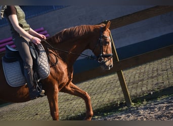 Andere Rassen, Merrie, 18 Jaar, 160 cm, Vos