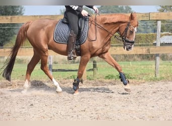 Andere Rassen, Merrie, 19 Jaar, 152 cm, Vos