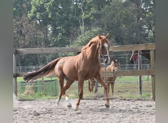 Andere Rassen, Merrie, 19 Jaar, 153 cm, Vos