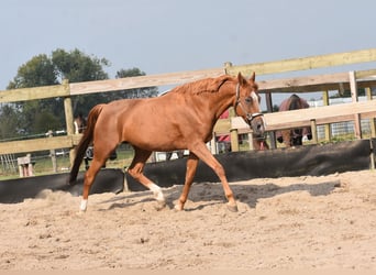 Andere Rassen, Merrie, 19 Jaar, 153 cm, Vos