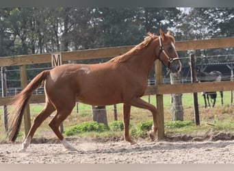 Andere Rassen, Merrie, 19 Jaar, 153 cm, Vos