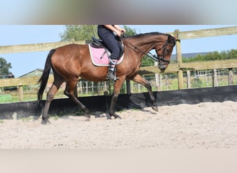 Andere Rassen, Merrie, 19 Jaar, 159 cm, Bruin