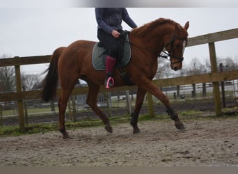 Andere Rassen, Merrie, 19 Jaar, 160 cm, Vos