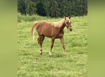 Andere Rassen, Merrie, 1 Jaar, 135 cm, Vos