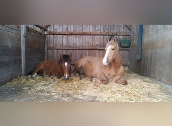 Andere Rassen, Merrie, 1 Jaar, 145 cm, Bruin