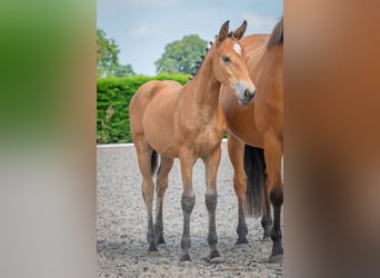 Andere Rassen, Merrie, 1 Jaar, 155 cm, Roodbruin