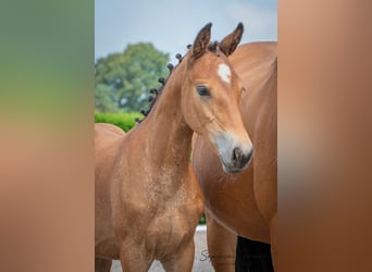 Andere Rassen, Merrie, 1 Jaar, 155 cm, Roodbruin