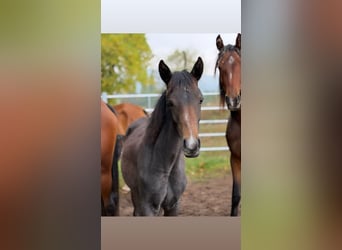 Andere Rassen, Merrie, 1 Jaar, 159 cm, kan schimmel zijn