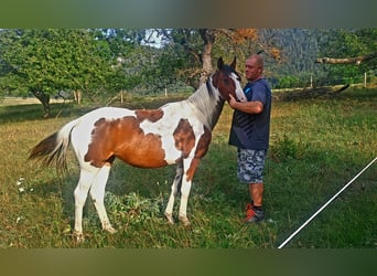 Andere Rassen, Merrie, 1 Jaar, 160 cm, Gevlekt-paard