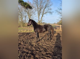 Andere Rassen Mix, Merrie, 1 Jaar, 165 cm, Donkerbruin