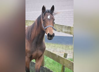 Andere Rassen, Merrie, 1 Jaar, Donkerbruin