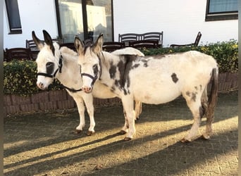 Andere Rassen, Merrie, 22 Jaar, 110 cm, Gevlekt-paard