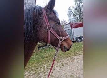 Andere Rassen, Merrie, 22 Jaar, Bruin