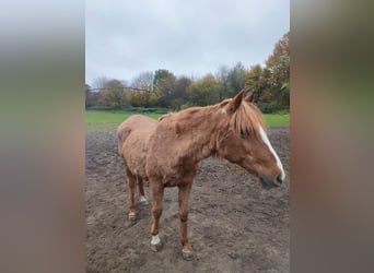 Andere Rassen, Merrie, 29 Jaar, 140 cm, Vos