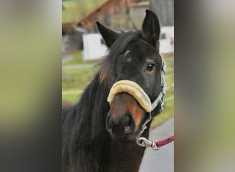 Andere Rassen, Merrie, 2 Jaar, 145 cm, Donkerbruin